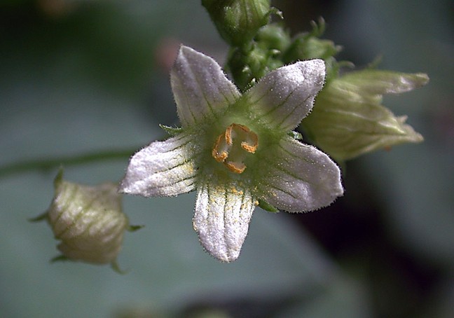 Zaunrübe - Bryonia dioica | Flora di Berna